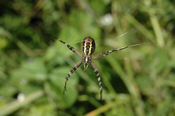 얼룩 거미 — 스톡 사진