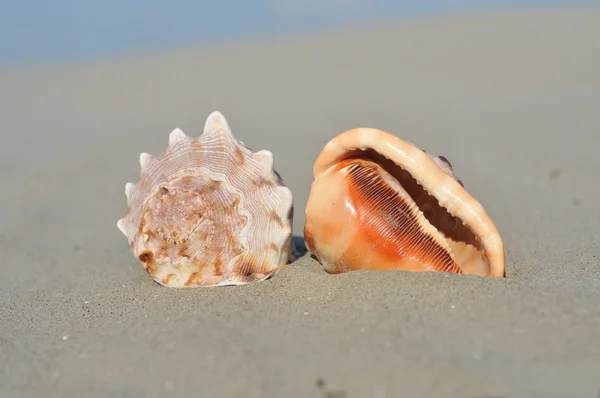 Shell en una playa de arena —  Fotos de Stock