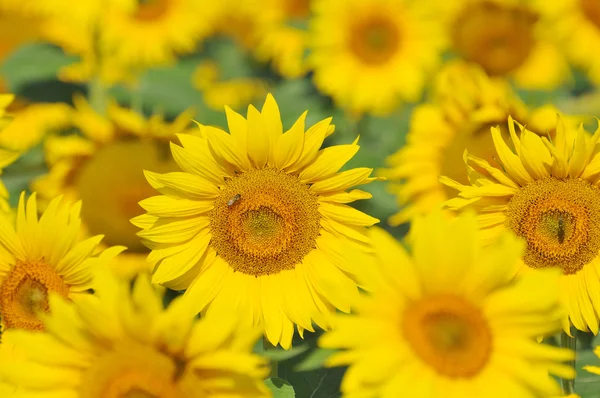 stock image Beautiful sunflowers