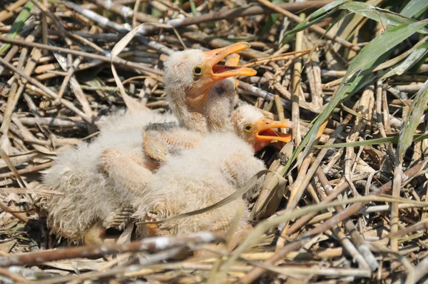 Vogels in het nest — Stockfoto