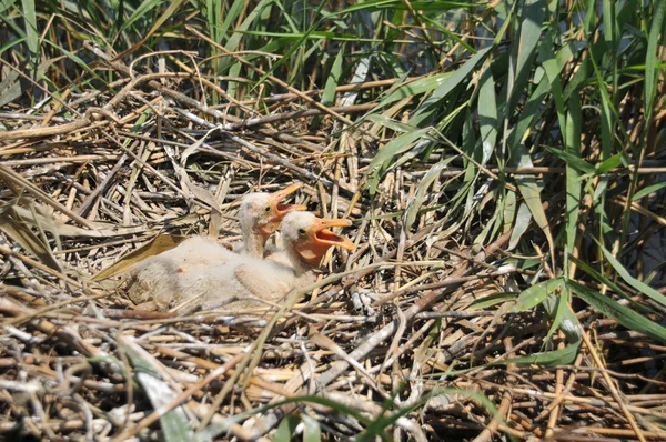 Birds in nest — Stock Photo, Image