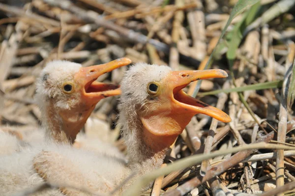 Aves no ninho — Fotografia de Stock