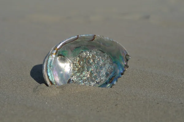 stock image Shell on the sandy beach