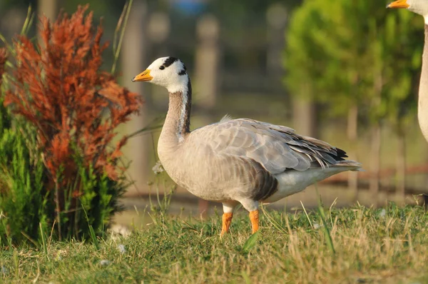 Wild Geese — Stock Photo, Image
