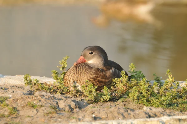 Duck on the wather — Stock Photo, Image