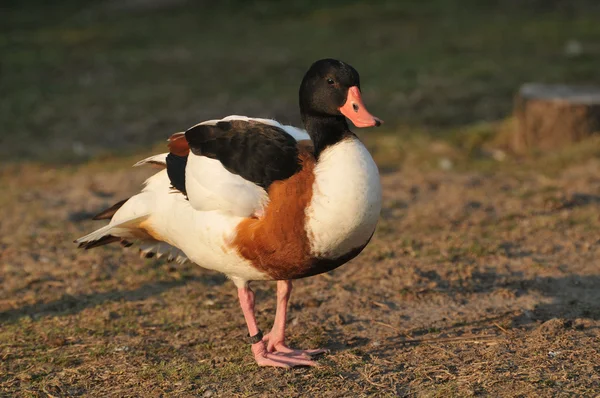 Merveilleux canard — Photo