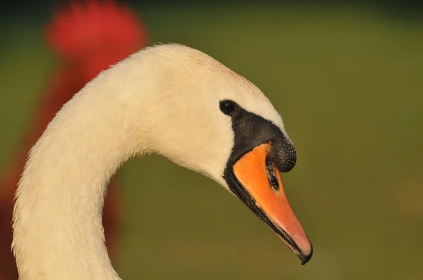White swan head — Stock Photo, Image