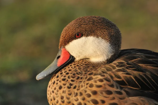 Beautifull duck — Stock Photo, Image