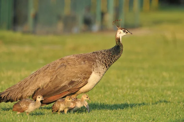 Kyckling och peacock — Stockfoto
