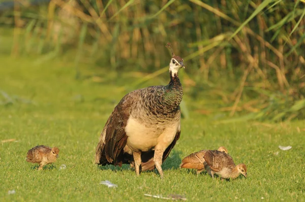 Kyckling och peacock — Stockfoto