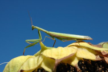 Mavi gökyüzü üzerinde Mantis dua