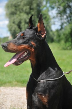 güzel cins siyah doberman portresi