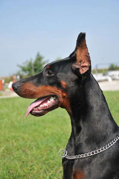 美しい品種黒ドーベルマン犬の肖像画 — ストック写真