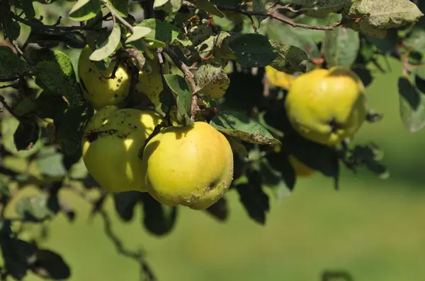 stock image Autumn fruit