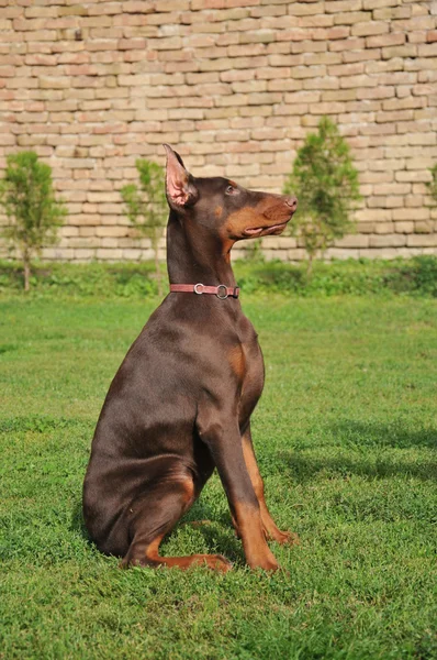 美丽养殖黑杜伯文犬的肖像 — 图库照片