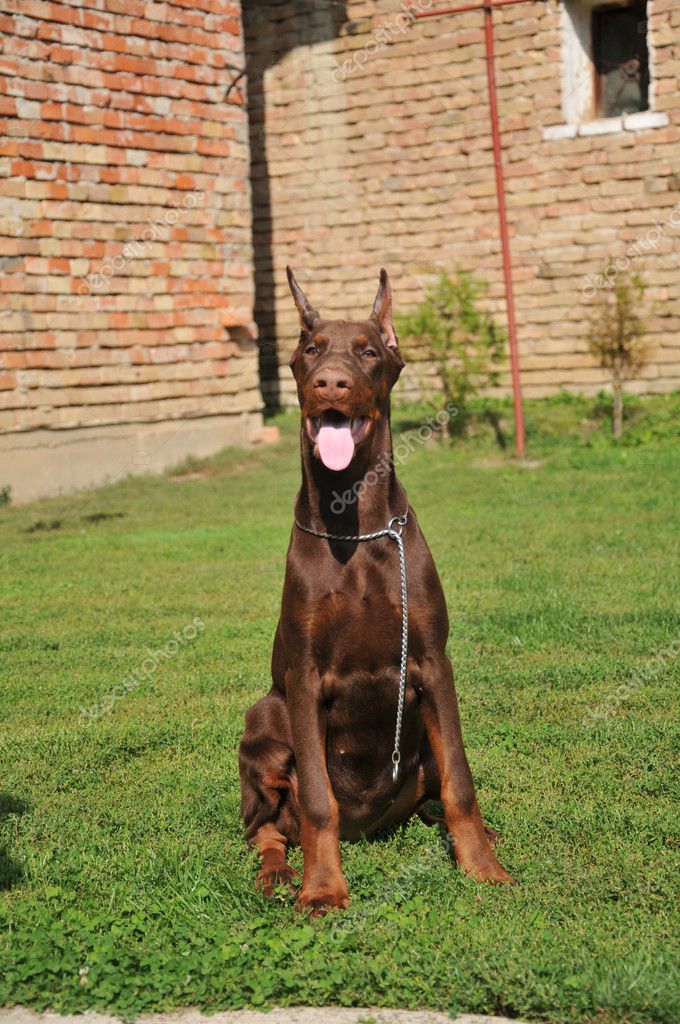 portrait of beautiful breed black doberman | 图库照片 08