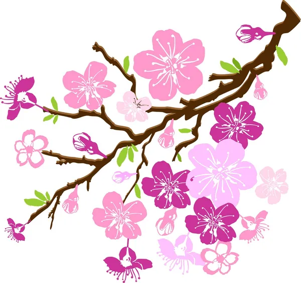 Zweig der Kirschblüten — Stockvektor