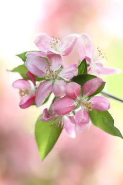 Spring Tree Blossoms clipart