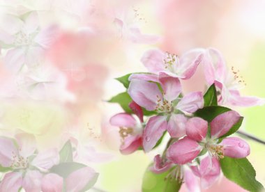 Floral Background clipart