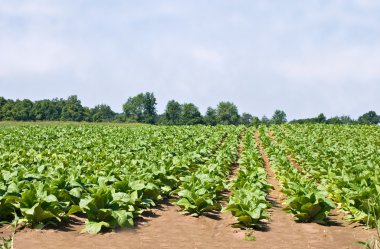 Tobacco Field clipart