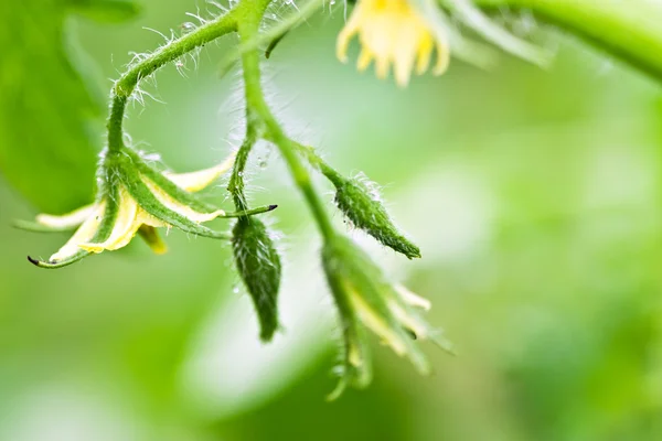 Flores de tomate — Fotografia de Stock
