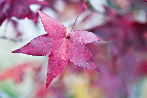 Amerikansk sweetgum — Stockfoto