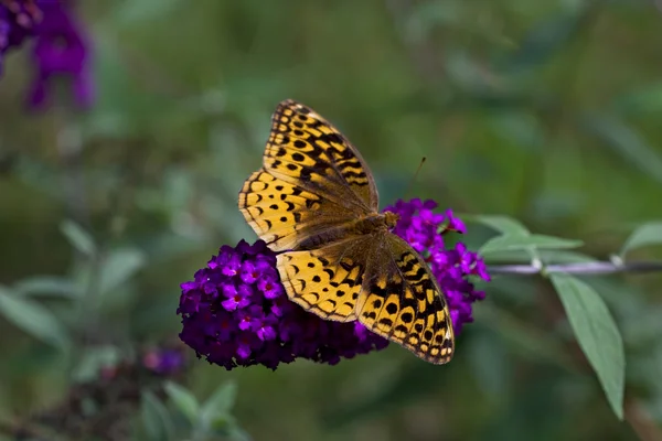 Grande farfalla fritillare lustrino — Foto Stock
