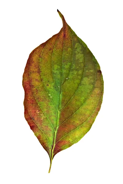 Kızılcık yaprak — Stok fotoğraf