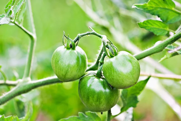 Tomates verdes —  Fotos de Stock