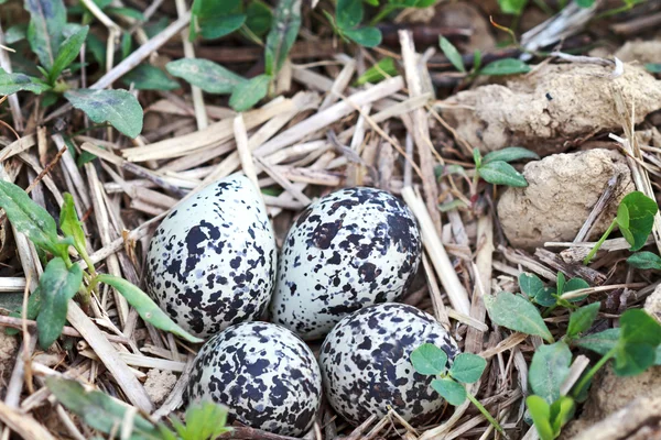 Ovos de plover — Fotografia de Stock