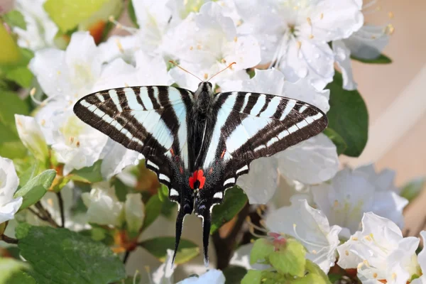 Zebra Swallowtail — Zdjęcie stockowe