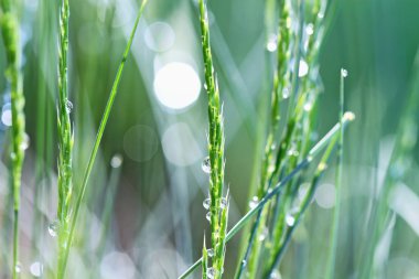 Dew Covered Grass clipart