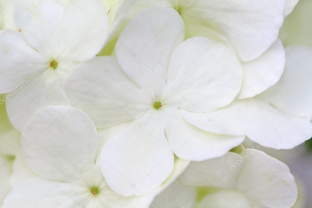 Hortensia de bola de nieve fotos de stock, imágenes de Hortensia de bola de  nieve sin royalties | Depositphotos