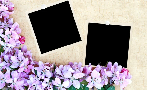 空白の写真と花の背景 — ストック写真