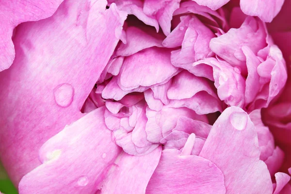 Roze pioen — Stockfoto