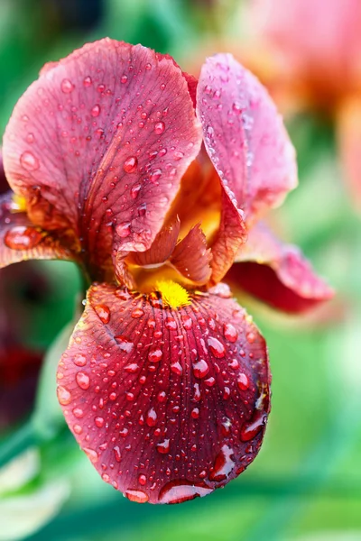 Skäggige iris — Stockfoto