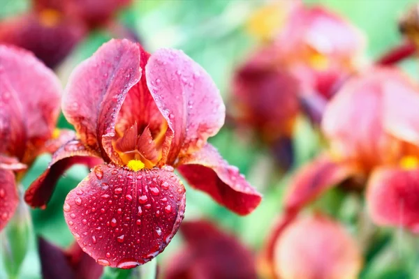 Sakallı iris — Stok fotoğraf