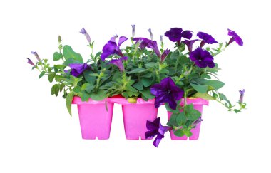 Petunia clipart