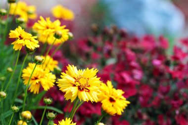 Coreopsis clipart