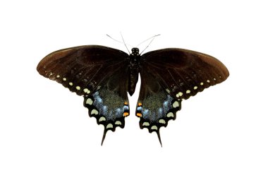 Spicebush Swallowtail clipart