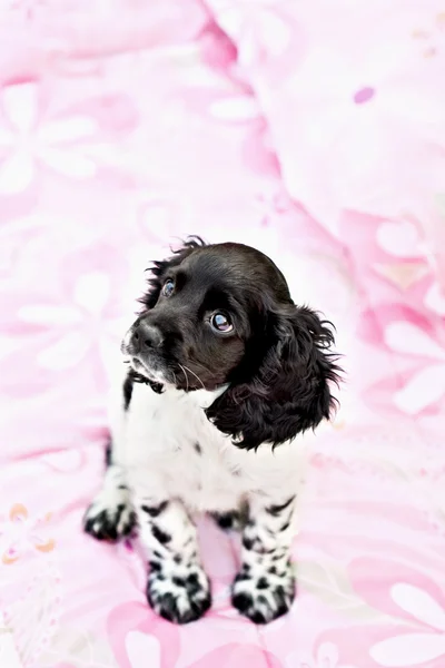 Cocker Spaniel Puppy — Stockfoto