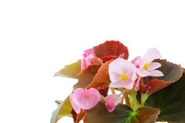 Begonia clipart