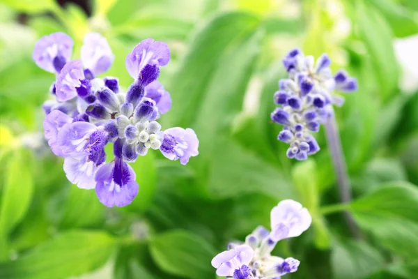 Salvia Farinacea — Stockfoto