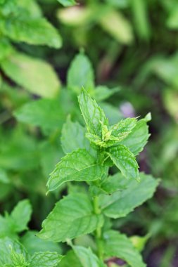 Peppermint Plant clipart