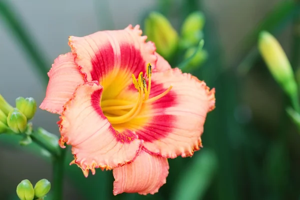 Ροδάκινο χρωματιστό daylily — Φωτογραφία Αρχείου