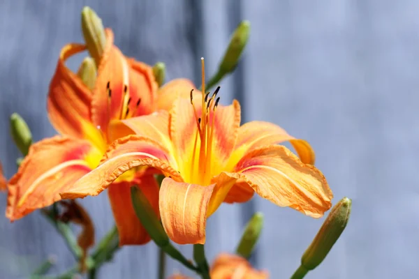 Tawny Day Lily — Stock Photo, Image