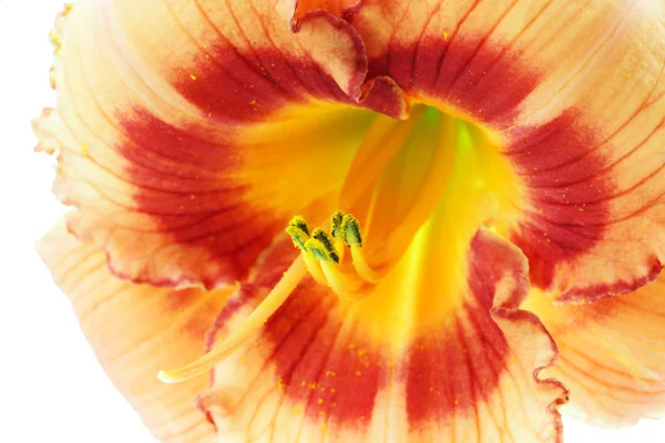 Gün lily makro — Stok fotoğraf