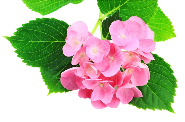 Pink Hydrangea — Stock Photo, Image