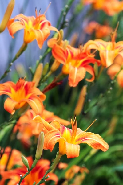 Sarımsı kahverengi gün lily — Stok fotoğraf