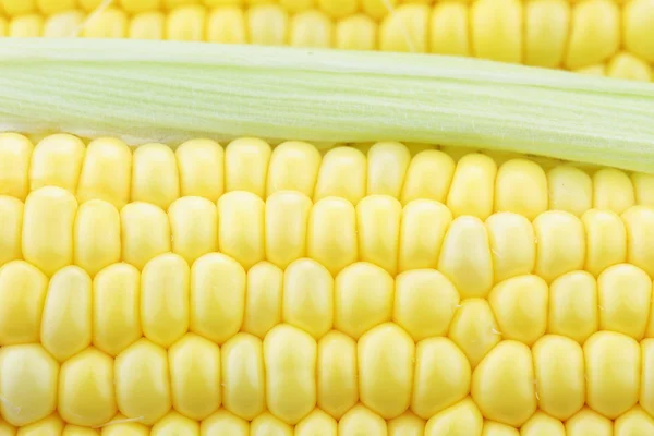 Macro de milho na espiga — Fotografia de Stock
